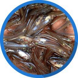 Pabda - পাবদা Pabda (পাবদা) - Fish species image