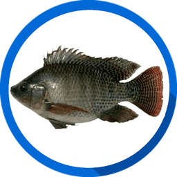 Tilapia - তেলাপিয়া Tilapia (তেলাপিয়া) - Fish species image