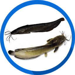 Shing/Magur - শিং/মাগুর Shing/Magur (শিং/মাগুর) - Fish species image